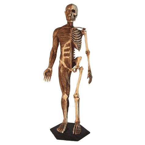 Buy Anatomy Diagram Male Anatomy Figure Human Muscle Skeleton