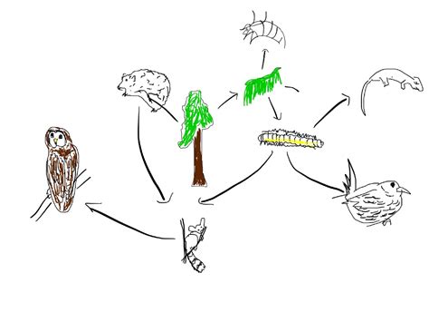 Food Web Drawing At Paintingvalley Explore Collection Of Food Web The Best Porn Website