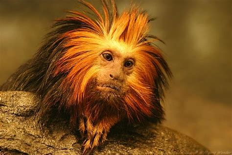 Golden Lion Tamarin Monkey Natureanimals Pinterest