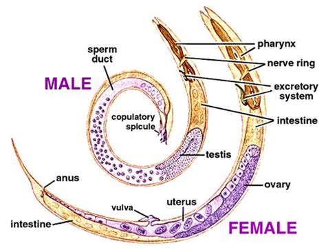 Nematode Anatomy Of Male And Female Nematode Human Body Facts Biology