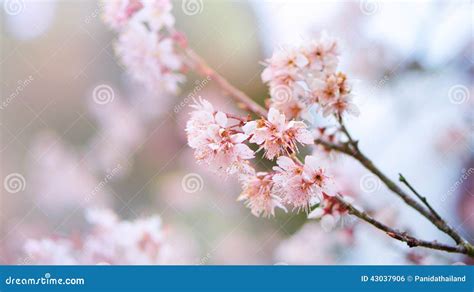 Pink Cherry Blossoms And Branches Stock Photo Image Of Card March