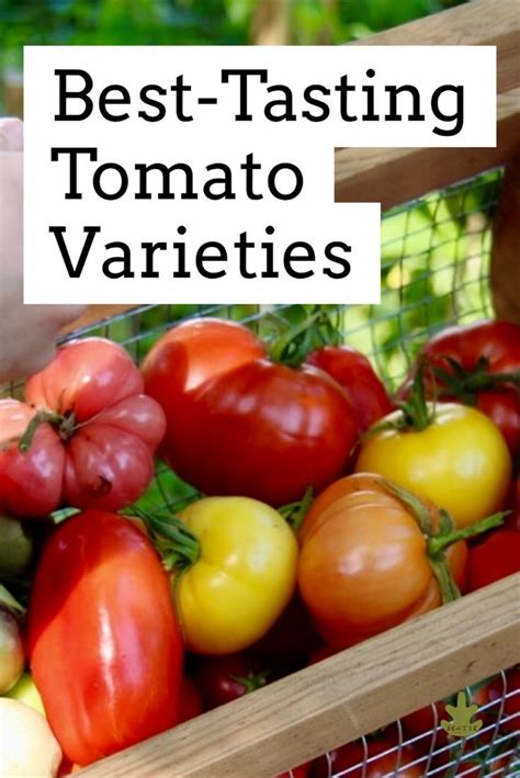 The Best Tasting Tomatoes To Grow Or Find At The Farmers Market In