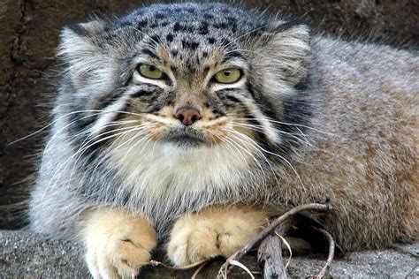 Meet Manul The Grumpiest Most Awesome Wild Cat Ever