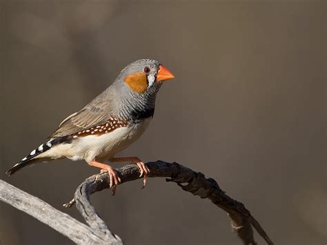 Zebra Finch Facts As Pets Care Temperament Pictures