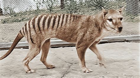 Scientists Are Trying To Resurrect The Tasmanian Tiger So When Did The