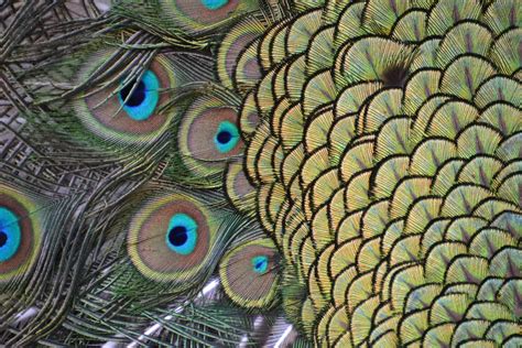 Peacocks Feathers Transition From Bronzy Scales To Blue Green Eyes