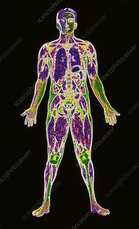 Sectioned Male Body Stock Image P8800056 Science Photo Library