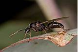 Pictures of Termites And Flying Ants