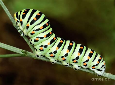Swallowtail Butterfly Larva Photograph By Nigel Downerscience Photo