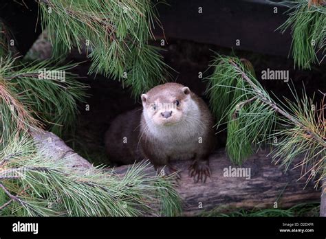 Tarka The Otter Hi Res Stock Photography And Images Alamy