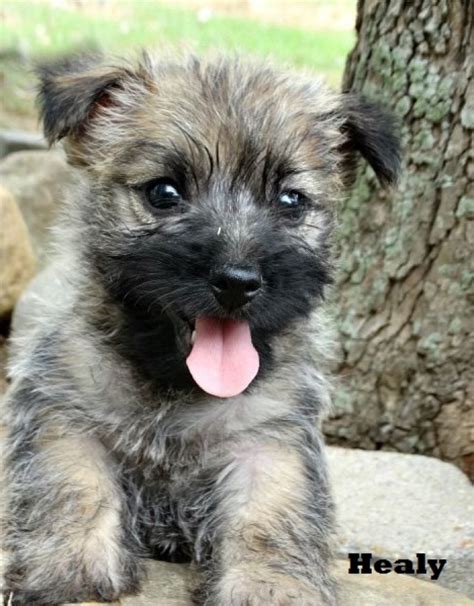 It seems to think of itself as a rather large dog. Cairn Terrier Puppies for Sale 505x652x7165 | Handmade ...
