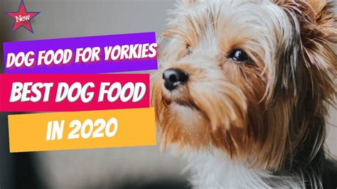If the yogurt has live active bacteria, the bacteria might act as probiotics and do good for your doggy. Best Dog Food For Yorkies in 2020 | 5 Best Dog Food for ...