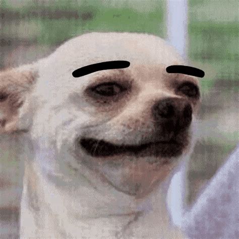 We did not find results for: Chihuahua Eyebrows GIF - Chihuahua Eyebrows Dog - Discover ...