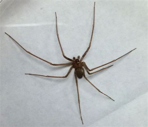 Update On Brown Recluse Spiders In Michigan Msu Extension