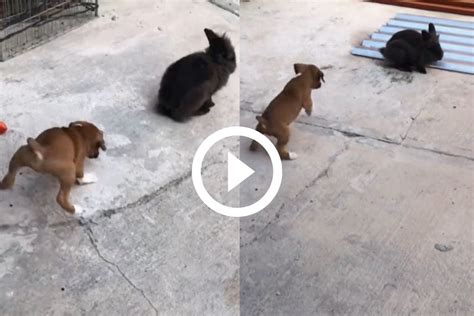 Adorable Puppy Hops Behind Rabbit Thinking Hes A Bunny Viral Video