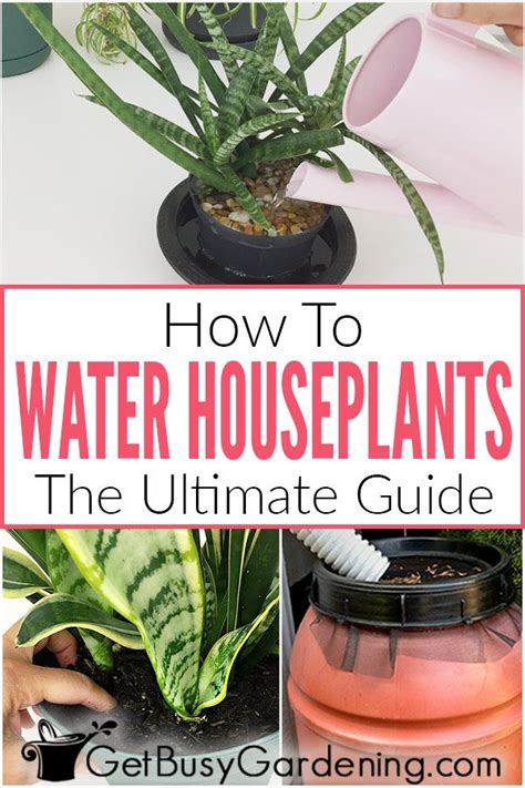 How To Water Indoor Plants The Ultimate Guide Houseplants Plants