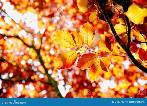Beech Tree In The Fall Stock Image Image Of Comfortable 24897127