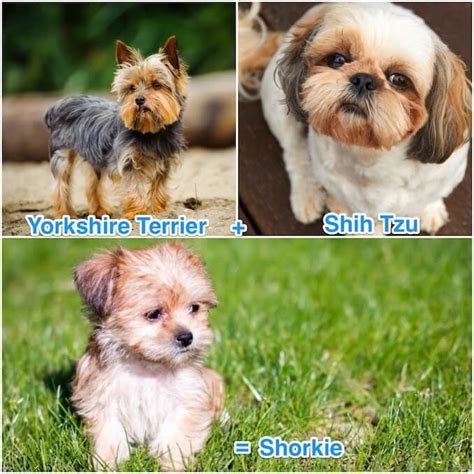 Shorkie A Complete Guide To The Shih Tzu Yorkie Mix Artofit