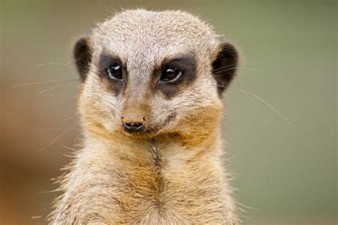 Meerkat Stock Image Image Of Mammal Animal Mara Mongoose 46061143