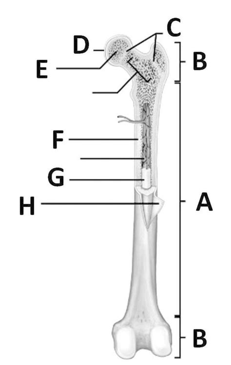 Long Bone Label The Structure The Long Skeletal System Sign Up Sheets Anatomy Bones