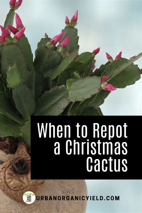 You probably have a thanksgiving cactus! Christmas Cactus Vs Easter Cactus Vs Thanksgiving Cactus ...