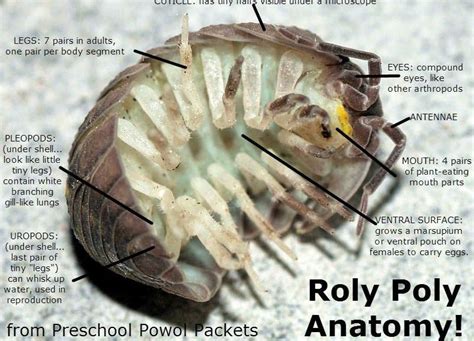 Interesting Facts About Woodlice Slaterspill Bugsrollie Polliesroly