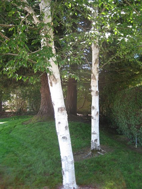 Trees of Santa Cruz County: Betula papyrifera - Paperbark Birch