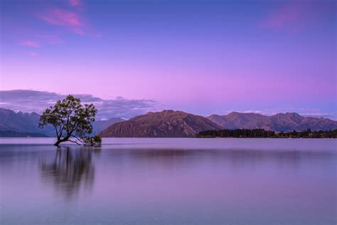 Alone Tree In Lake 5k Hd Nature 4k Wallpapers Images Backgrounds