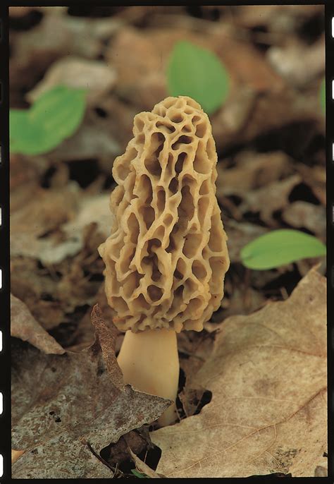 West Michigan Weekly Morel Mushroom Hunting Season Is Hot In Benzie