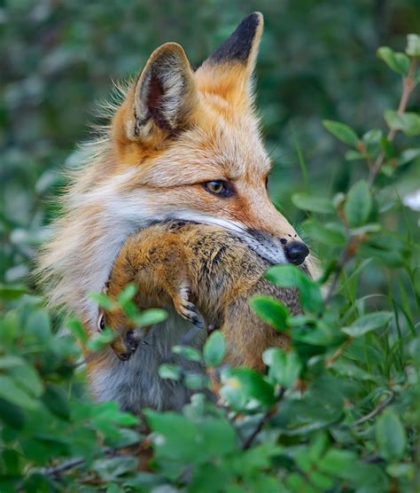 Red Fox Diet Hunting Strategies And Behaviour Wildlife Online