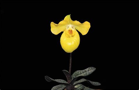 Conservation And Reintroduction Of The Rare And Endangered Orchid Paphiopedilum Armeniacum