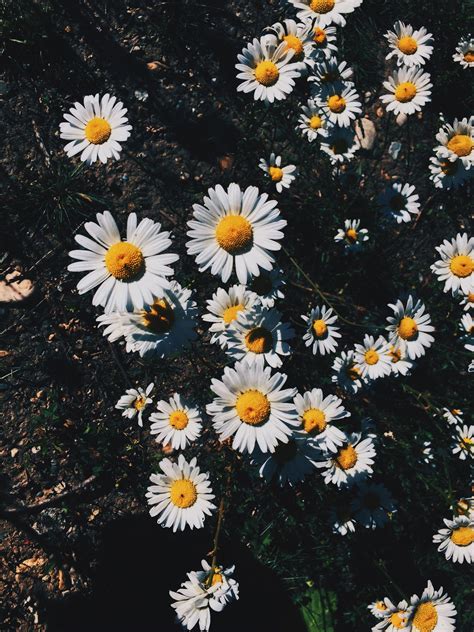 Aesthetic Daisy Wallpapers Top Free Aesthetic Daisy Backgrounds