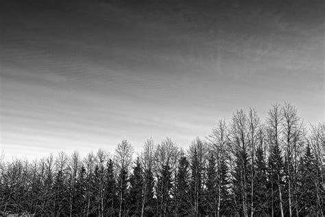 Alley Forest Black And White Gothic Sky Hd Wallpaper