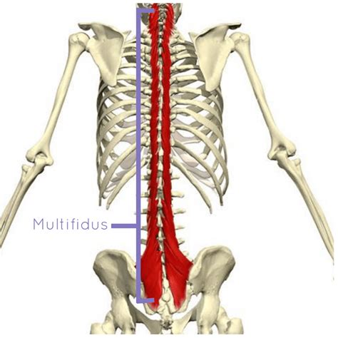 How To Strengthen Your Multifidus Thousandfold Lotus