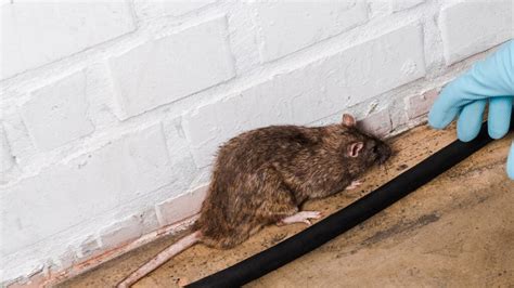 How Long Does It Take To Get Rid Of Rats Shield Pest Control Uk