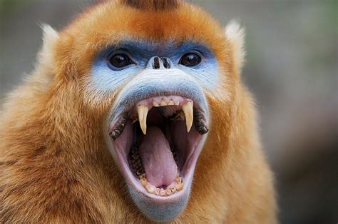 Golden Snub Nosed Monkey Facts Habitat Diet Life Cycle Baby Pictures