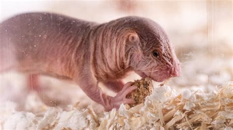 Naked Mole Rat Colonies Have Their Own Dialectsselected By Their Monarch Youtube