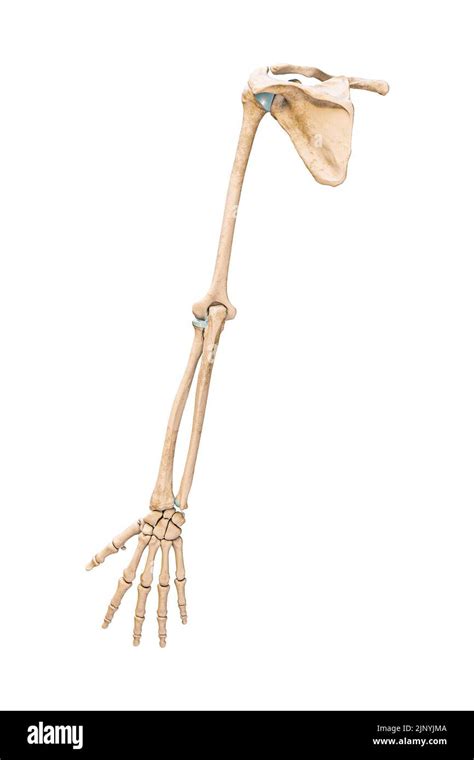 Accurate Posterior Or Rear View Of The Arm Or Upper Limb Bones Of The
