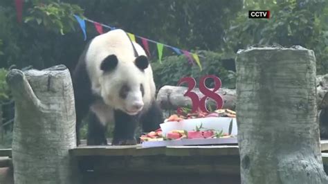 Wkrg Worlds Oldest Panda Celebrates 38th Birthday