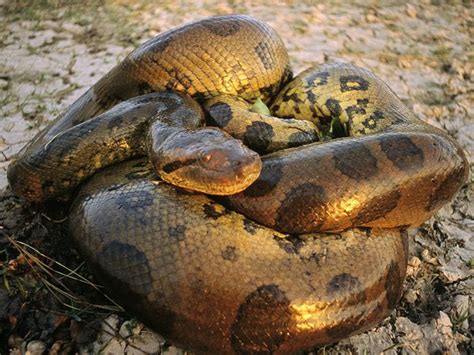 Green Anacondas Dangerous Snakes In The World The Wildlife