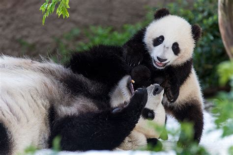 To keep an eye out for. San Diego Zoo Giant Pandas Moving To China | KPBS