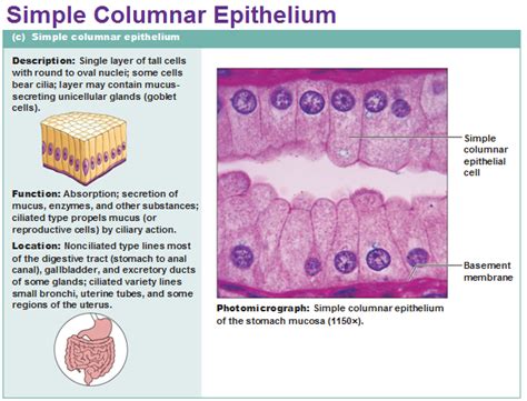 Histologia Epitelial E Conjuntivopdf Epithelium Human Anatomy Porn