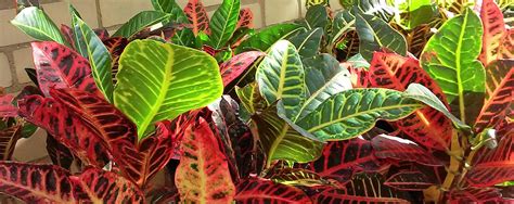 Tropical Plants for Nov 11 2016 Distribution - Chicago Community ...