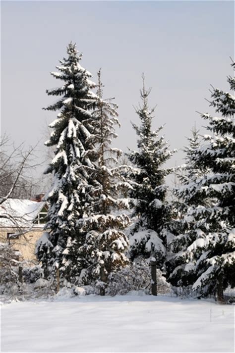 Trees In Winter Natures Seasons Photo 22173983 Fanpop