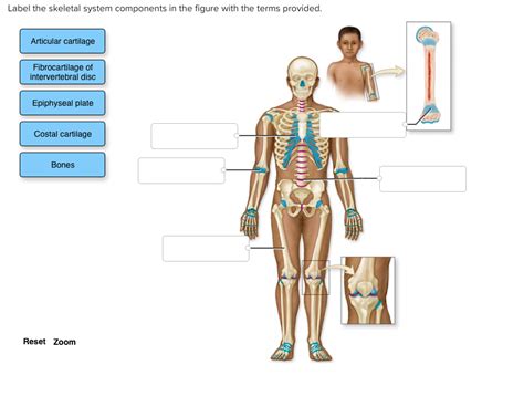 Solved Label The Skeletal System Components In The Figure