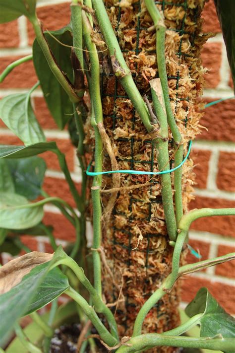 In their natural habitats, these plants climb up trees in their search for more light, latching on to the moist bark as they climb with aerial roots. How To Make A Moss Pole For Your Houseplants - The ...