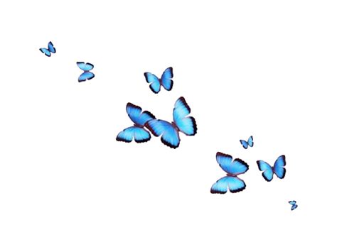 Transparent Butterfly Wallpapers Top Free Transparent Butterfly