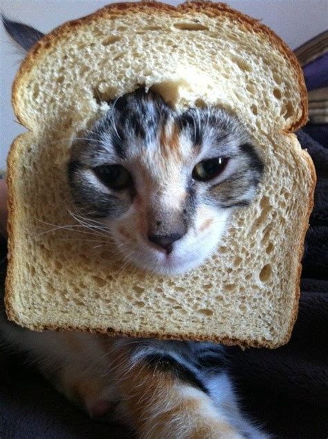 Bread Cat Image Id 632 Image Abyss