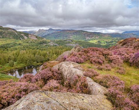 Holme Fell In The Lake District 1 Heather On Holme Fell Wi Flickr