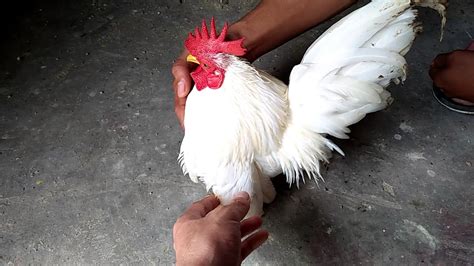 We did not find results for: AYAM SERAMA 100% ASLI - YouTube